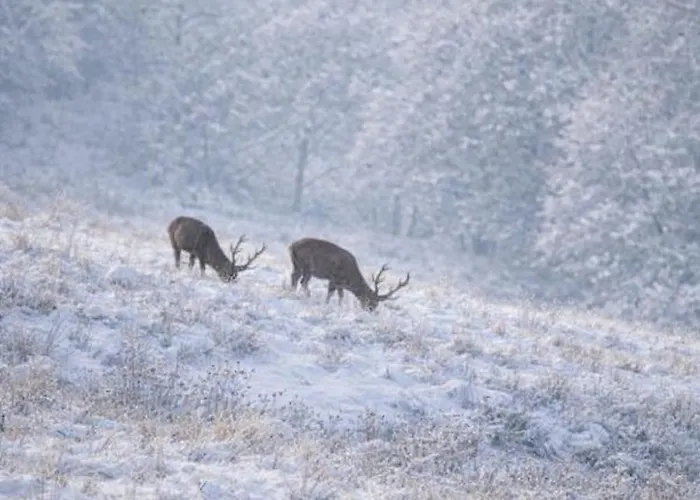 Zacisze Krzeszow בקתה